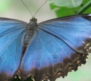 Kundalini Yoga Galerie Münster blauer Schmetterling