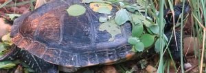 Kundalini Yoga Münster Schildkröte Probestunde