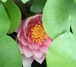 Kundalini Yoga Galerie Münster Seerose